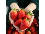 매일유업 상하농원, 딸기 체험프로그램 운영한다