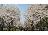 마포구 내 숨은 벚꽃 명소는 어디?