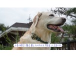 솔루엠 ‘스마트 태그’, 반려견 유실 방지 솔루션으로 재조명